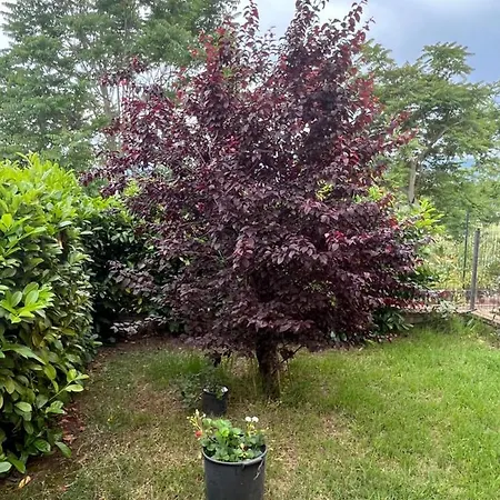 Apartmán Casetta Nociarelle Piegaro (Umbria)