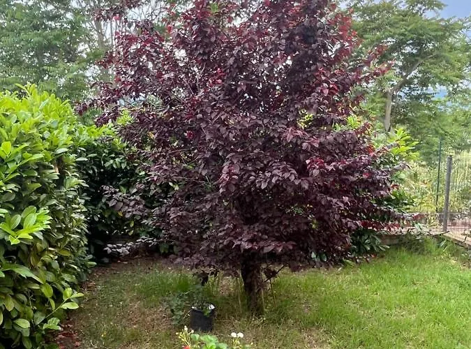 アパート Casetta Nociarelle ピエガーロ